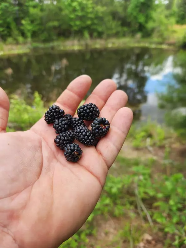Columbia, MS 39429,391 County Line South Road