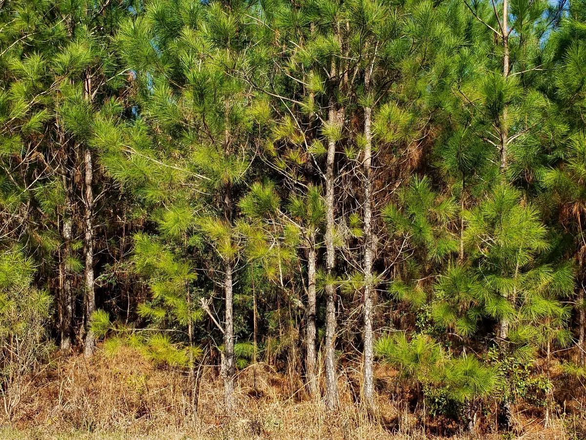 Perkinston, MS 39573,Clear Lake Rd - Lot 29 Road