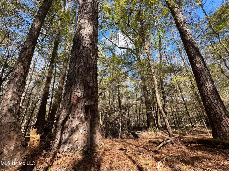 Highway 500, Lena, MS 39094