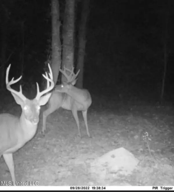 Sallis, MS 39160,County Road 4101