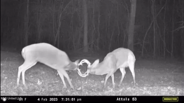 Sallis, MS 39160,County Road 4101