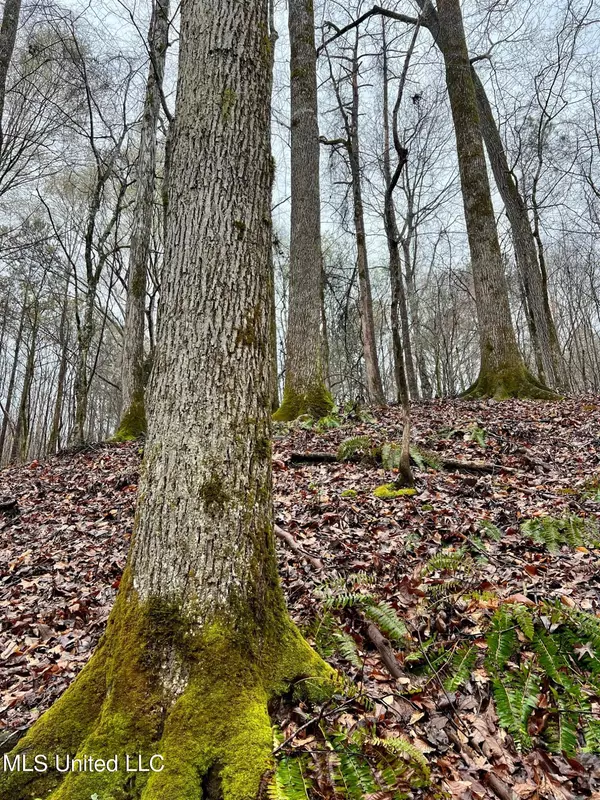Ackerman, MS 39735,Hwy 12