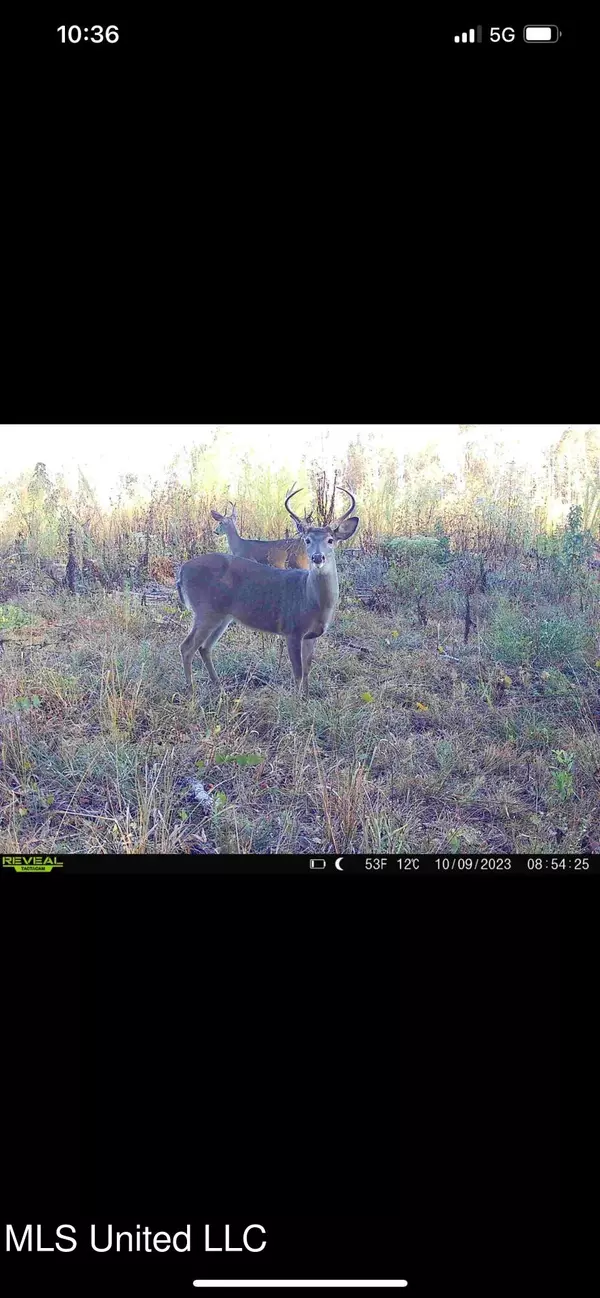 Prentiss, MS 39474,Hartzog Magee Road