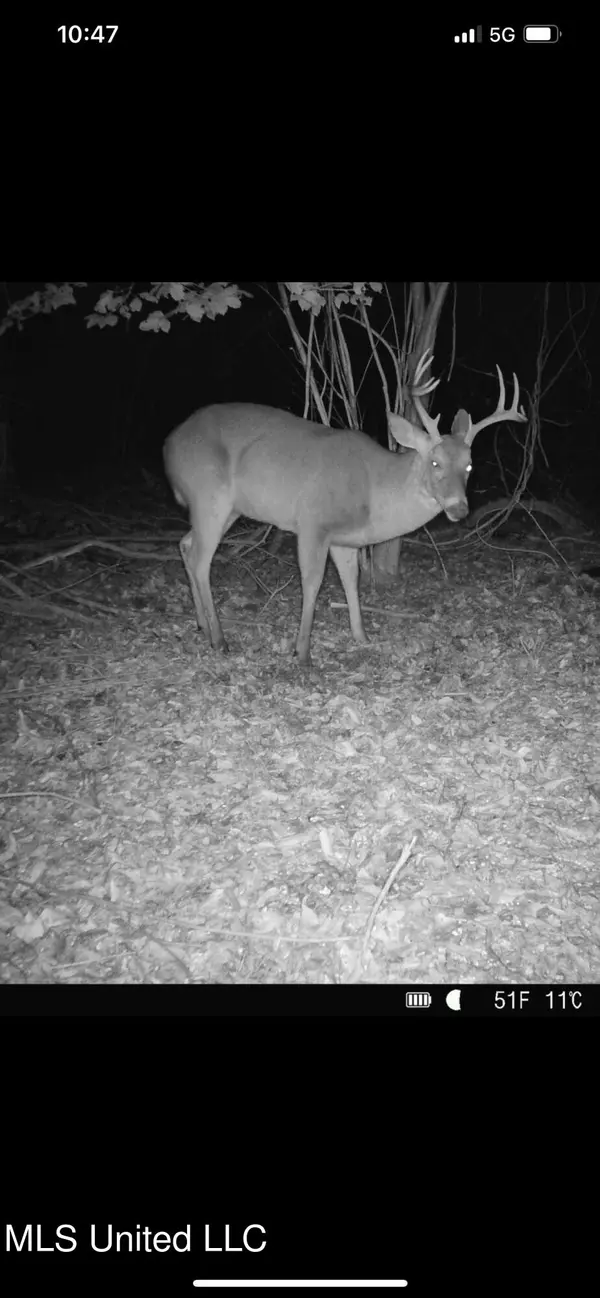 Prentiss, MS 39474,Hartzog Magee Road