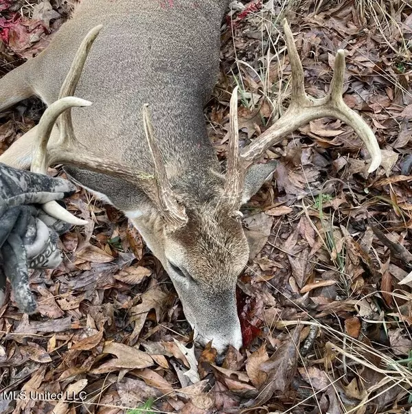 Lexington, MS 39095,0 Hwy 17 Street