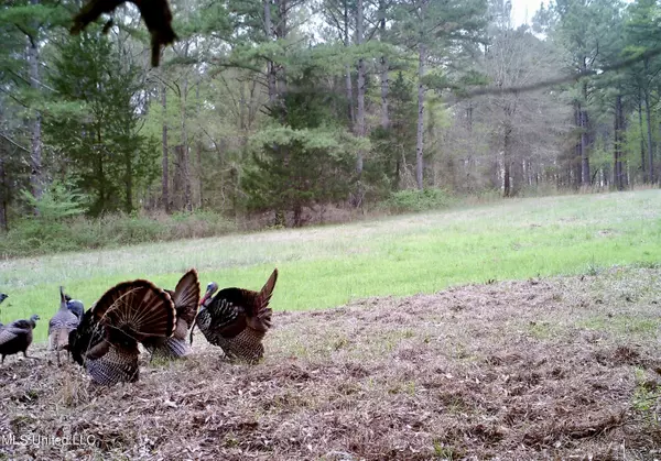 Lexington, MS 39095,Lewis Road