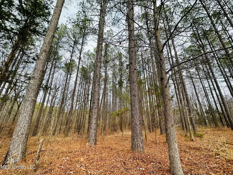 2 Highway 17, Lexington, MS 39095