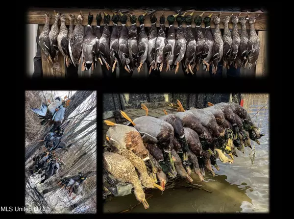 Isola, MS 38754,Catfish Road