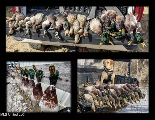 Isola, MS 38754,Catfish Road