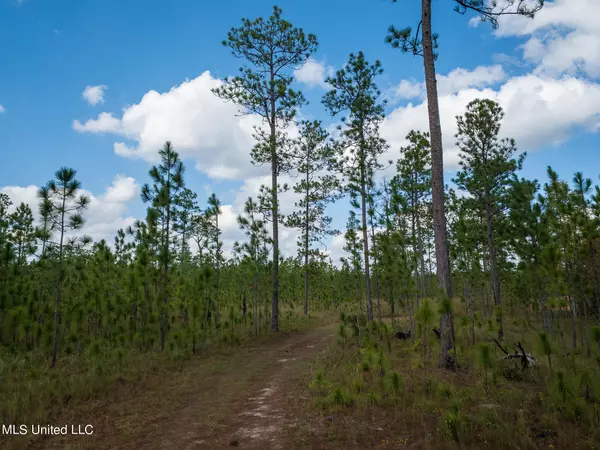 Petal, MS 39465,24 +/- Acres Luther Carter Road