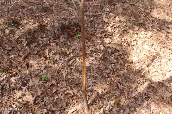 Hickory Flat, MS 38633,115 Gadd Road