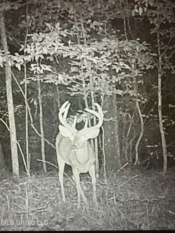 Lexington, MS 39095,1 Hwy 12