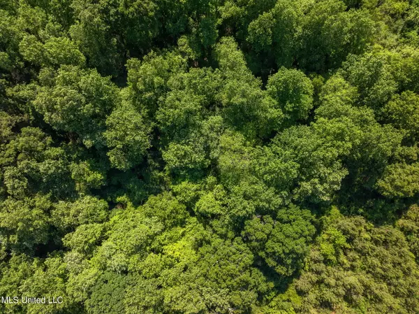 Bassfield, MS 39421,24 Acres Ridgeland Road