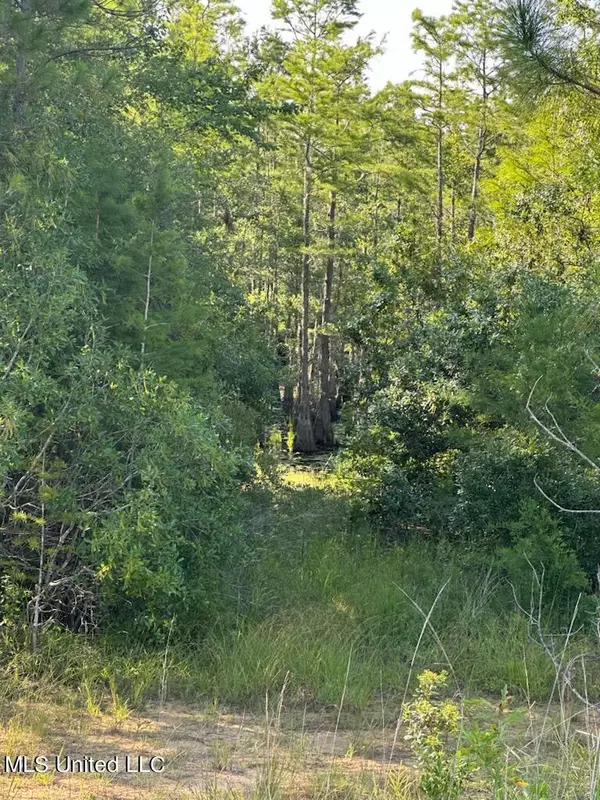 Hyacinth, Moss Point, MS 39552