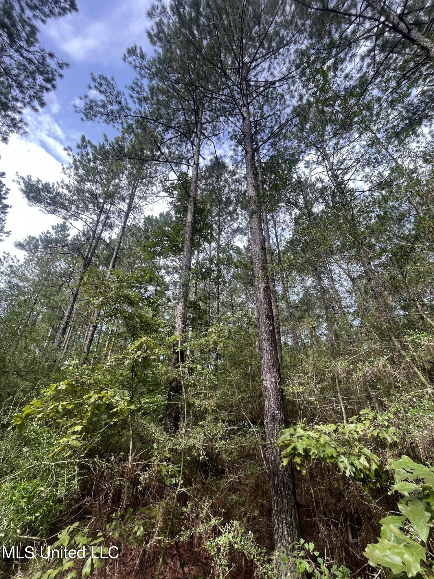 Hwy 568,  Magnolia,  MS 39652