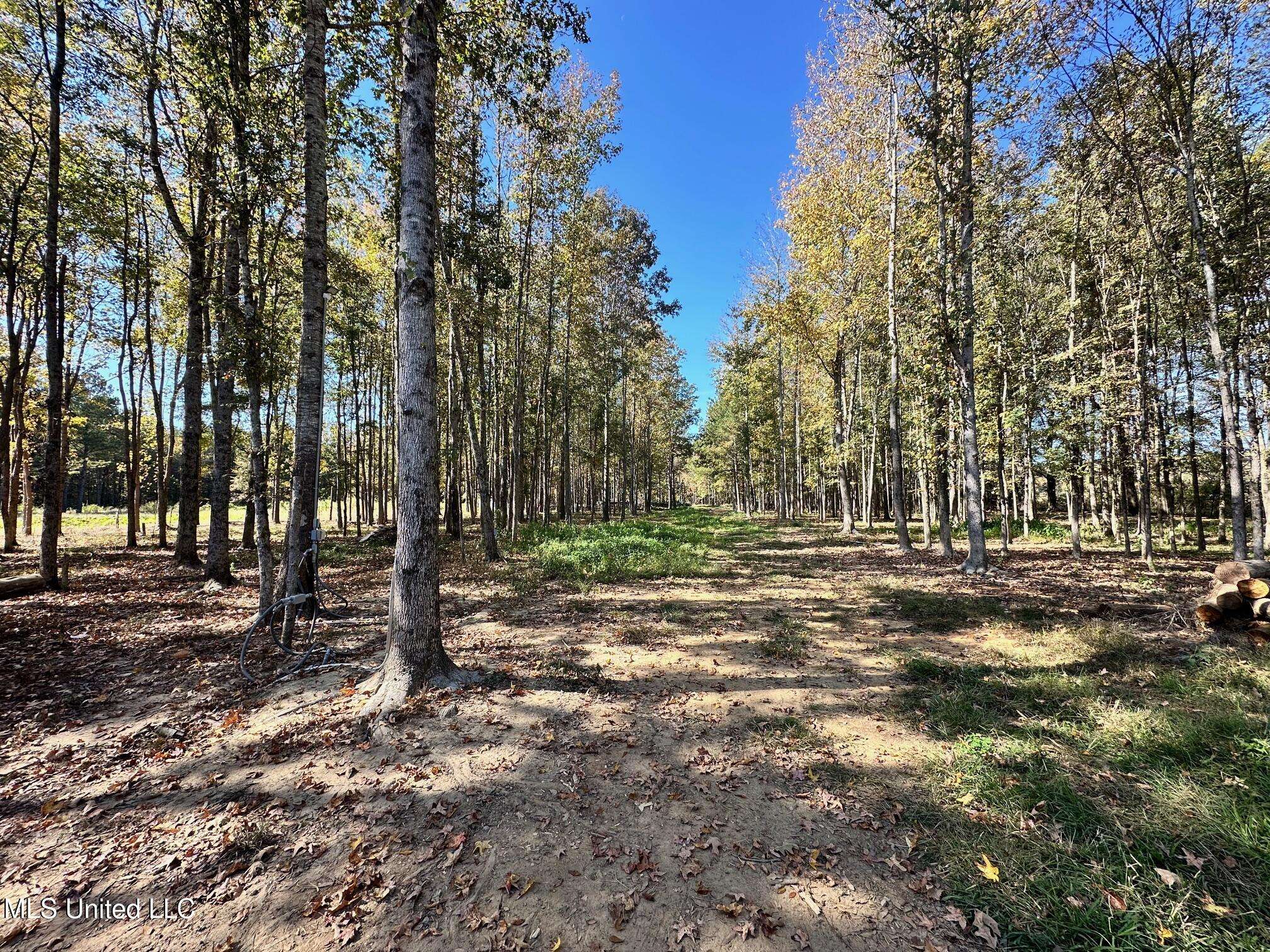 Swamp Road, Carthage, MS 39051