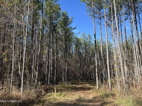 Coal Bluff Road, Lena, MS 39094