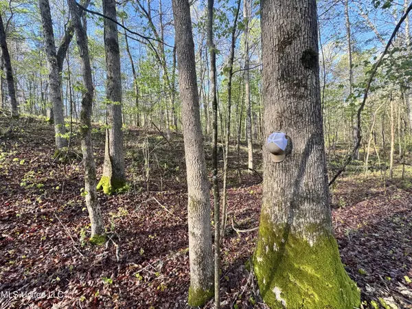 Ashland, MS 38603,Liberty Church Road