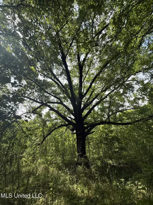 Prentiss, MS 39474,Fate Ward Road