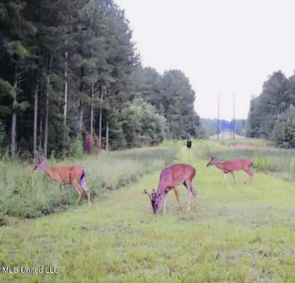 Little Black Creek Road, Lumberton, MS 39455