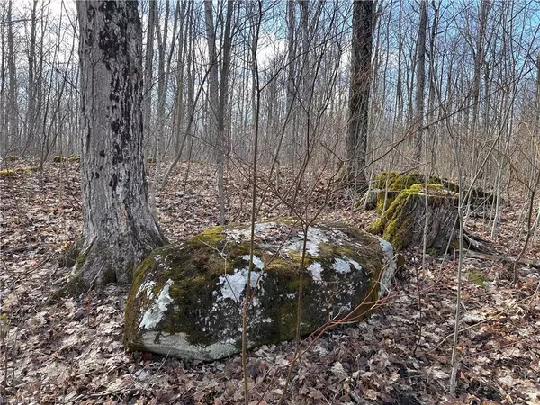 Georgian Bluffs, ON N0H 2K0,PT LT 24 Big Rock Road