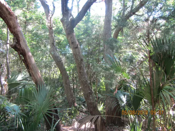 Bald Head Island, NC 28461,11 Sabal Palm Trail