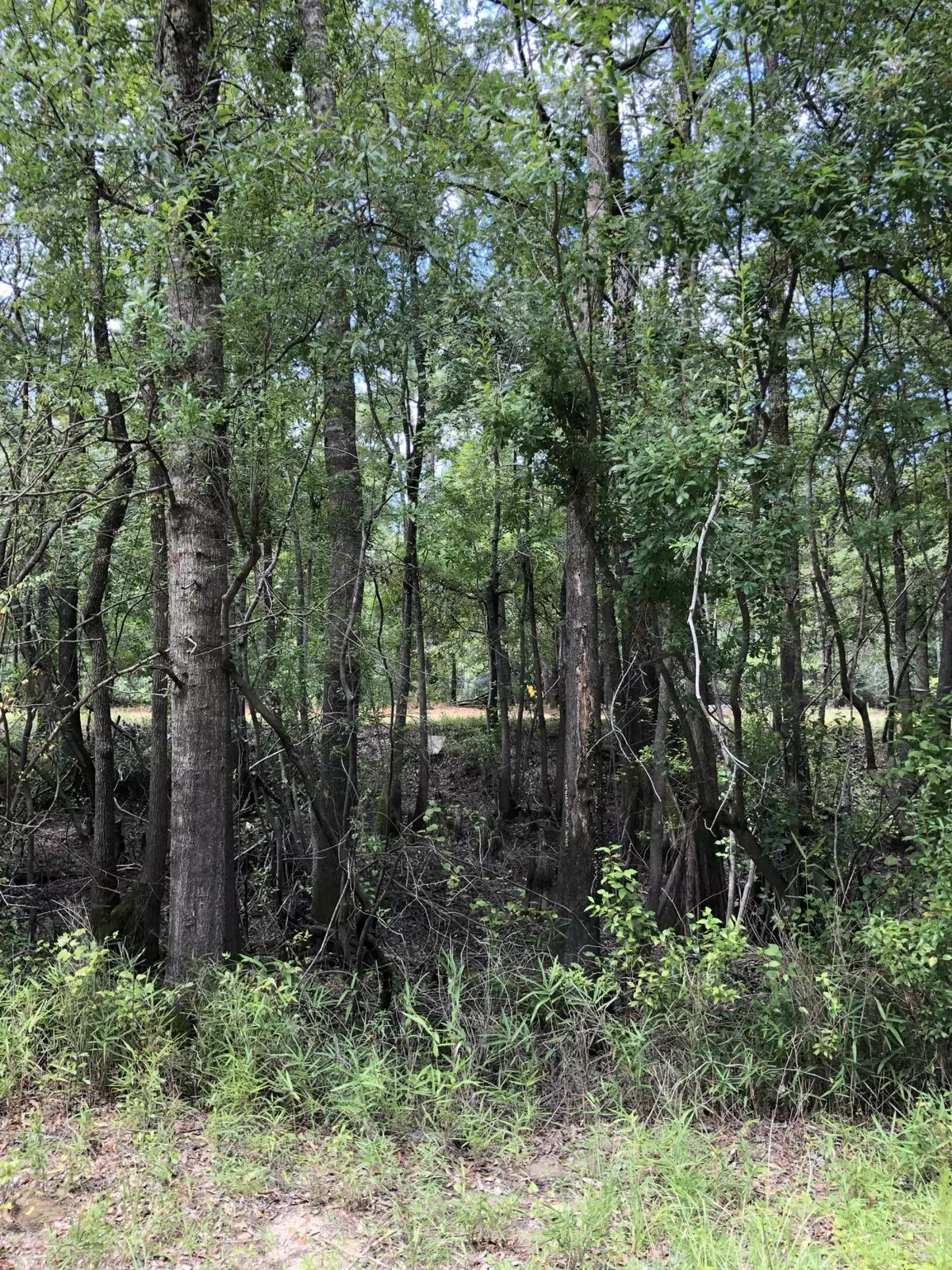 Burgaw, NC 28425,5 Beaver TRL