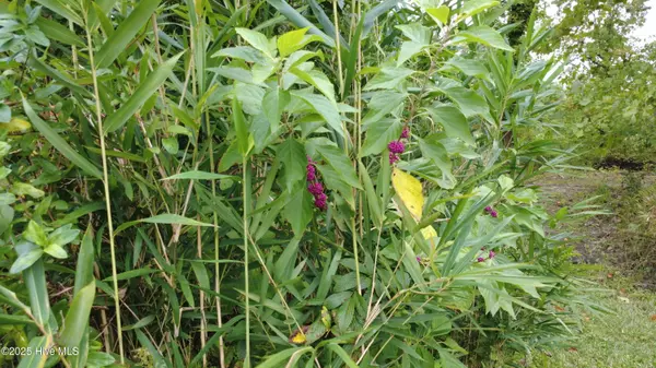 Washington, NC 27889,292 Loggerhead CT