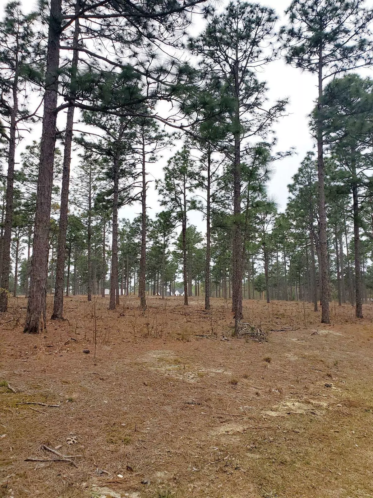 Hamlet, NC 28345,Tbd Boyd Lake Rd.