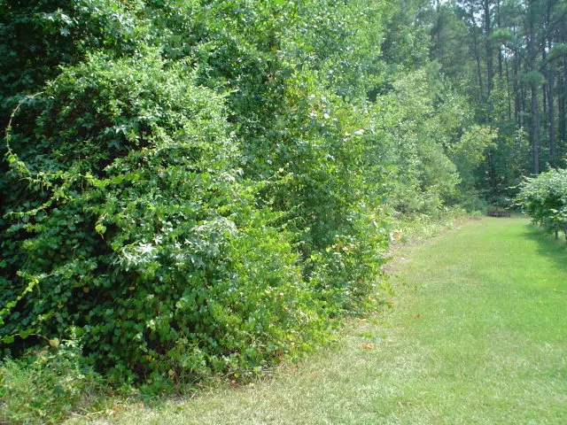 Spring Hope, NC 27886,0 Webbs Mill RD