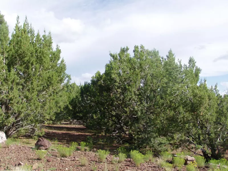 8 UPHILL Trail #8, Vernon, AZ 85940