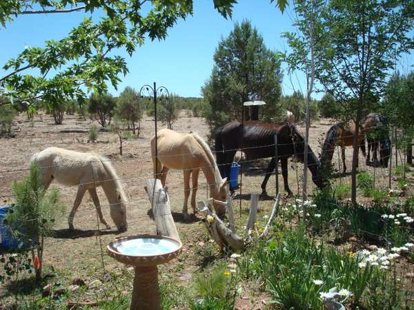 Overgaard, AZ 85933,2668 Lodge Loop