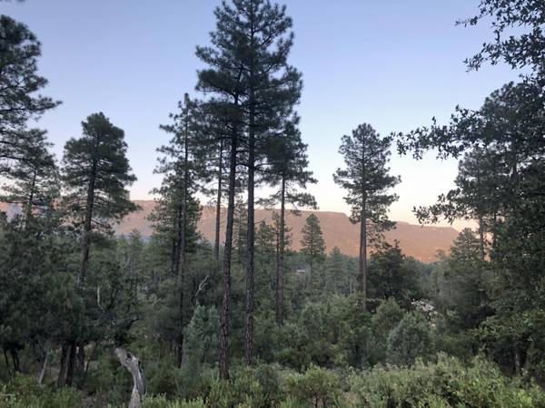 Pine, AZ 85544,FOREST Trail #64