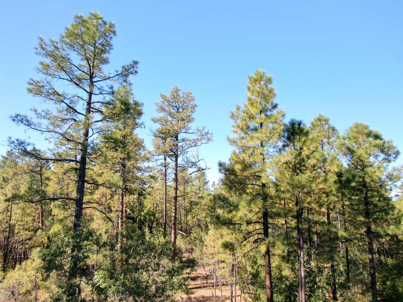 5 Acres Rim Spur -- #-, Lakeside, AZ 85929