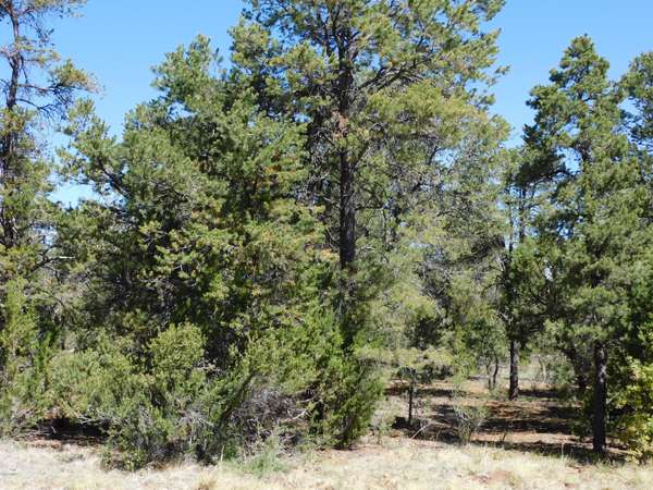 Heber, AZ 85928,1550 MAINLINE Road #99PER