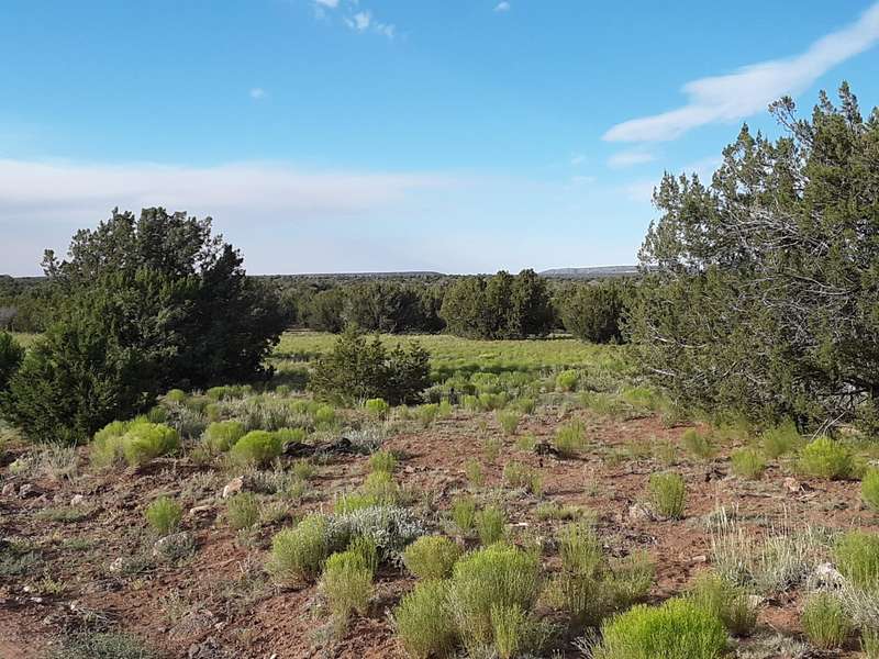 40 Acres Bradley Rd -- #-, Show Low, AZ 85901