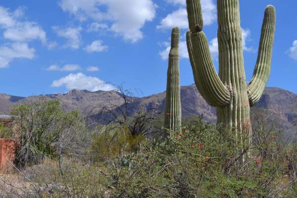 Gold Canyon, AZ 85118,3529 S KINGS RANCH Court #-