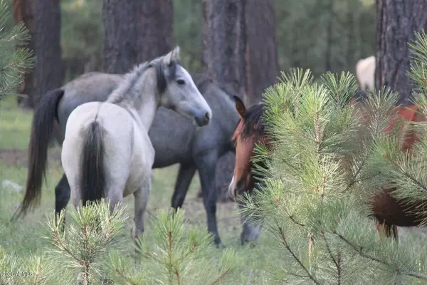 Pinetop, AZ 85935,8003 Country Club Drive