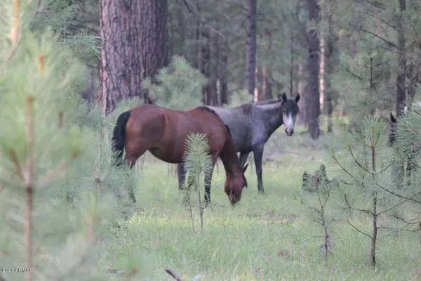 Pinetop, AZ 85935,8003 Country Club Drive