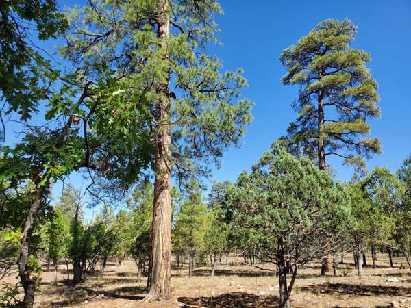 Happy Jack, AZ 86024,2366 Pine Canyon Drive #184