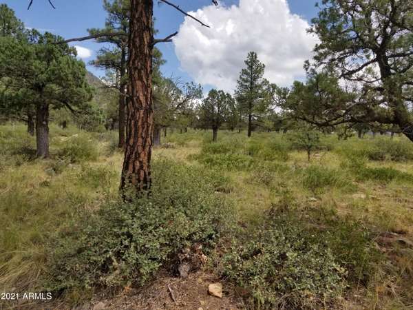 Pine, AZ 85544,111 Moonglow Lane #111