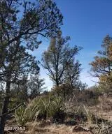 Young, AZ 85554,44 N Ike Clark Parkway #4