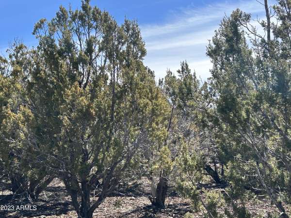 44 UPHILL Trail #44, Vernon, AZ 85940