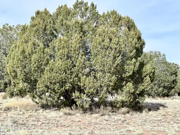 Seligman, AZ 86337,67 Wooden Ear -- #67