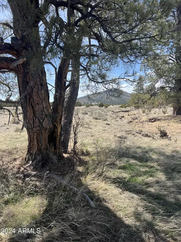 Williams, AZ 86046,5303 N Red Mountain Road #-