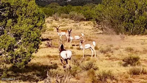 Seligman, AZ 86337,Sierra Verde Ranch 36 Acres -- #-