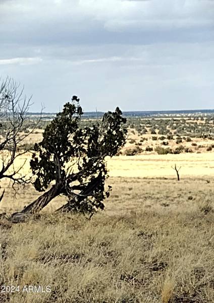 88 Ranch of the White Mountains -- #088, Concho, AZ 85924