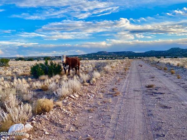 St Johns, AZ 85936,N6422 36.22 Acres -- #136