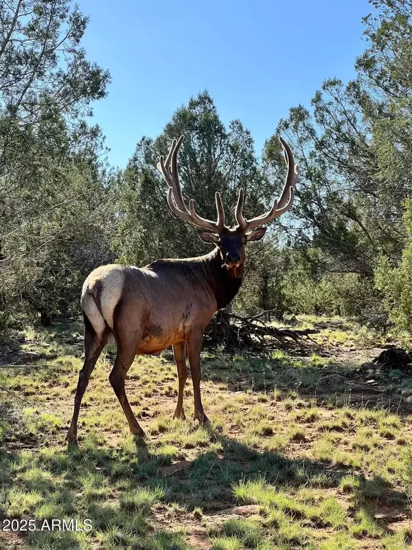 Williams, AZ 86046,17375 W Beale Wagon Road #458 & 457