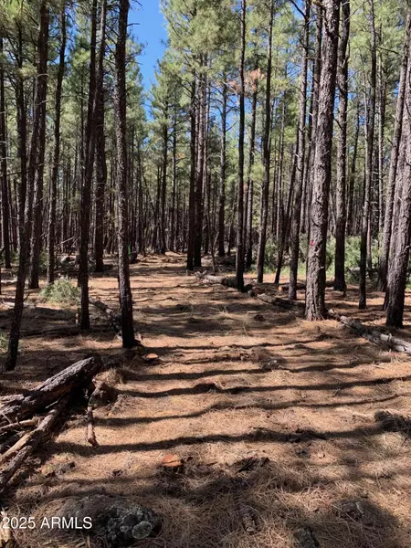 2 Dynamite Road #'-', Lakeside, AZ 85929